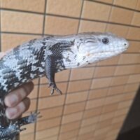 アザンアオジタトカゲ