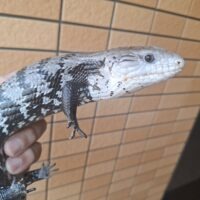 アザンアオジタトカゲ