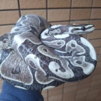 ボールパイソン（スケールレス）約1500g メス