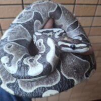 ボールパイソン（スケールレス）約1500g メス