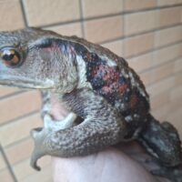 アズマヒキガエル（Lサイズ）