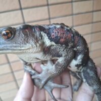 アズマヒキガエル（Lサイズ）