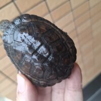 クロハラヘビクビガメ（甲長約7cm）完甲