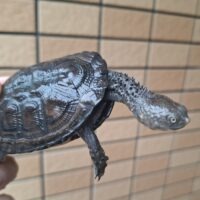 クロハラヘビクビガメ（甲長約7cm）完甲