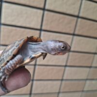 トウブハコガメ（25CB）配合餌付済