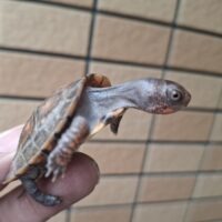 トウブハコガメ（25CB）配合餌付済