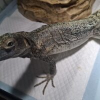 ブルーペクティナータトゲオイグアナ（約70cm）