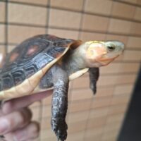 チュウゴクセマルハコガメ（甲長約11cm）オス