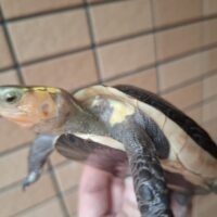 チュウゴクセマルハコガメ（甲長約11cm）オス