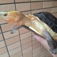 チュウゴクセマルハコガメ（甲長約13,5cm）メス