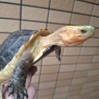 チュウゴクセマルハコガメ（甲長約13,5cm）メス