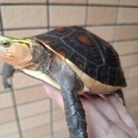 チュウゴクセマルハコガメ（甲長約13cm）メス