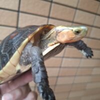 チュウゴクセマルハコガメ（甲長約13cm）メス