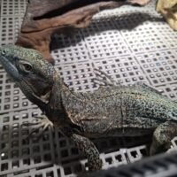 ブルーペクティナータトゲオイグアナ（約70cm）