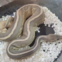 ボールパイソン（レオパードレッサーブラックパステルゴースト）25CB オス