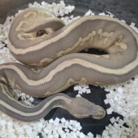 ボールパイソン（レオパードレッサーブラックパステルゴースト）25CB オス