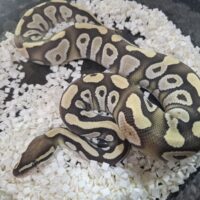 ボールパイソン（モハベデザートゴーストhetゴースト）25CB オス