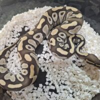 ボールパイソン（モハベデザートゴーストhetゴースト）25CB オス