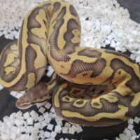 ボールパイソン（パステルレオパードレッサーDhet TSKアザン,デザートゴースト）25CB メス