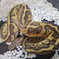 ボールパイソン（パステルレオパードレッサーDhet TSKアザン,デザートゴースト）25CB メス