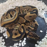 ボールパイソン（レオパードDhetTSKアザン,デザートゴースト）25CB オス