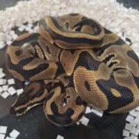 ボールパイソン（レオパードDhetTSKアザン,デザートゴースト）25CB オス