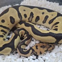 ボールパイソン（レオパードデザートゴーストクラウン）25CB オス