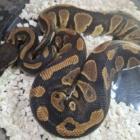 ボールパイソン（ブラックヘッドhetクラウン）25CB オス