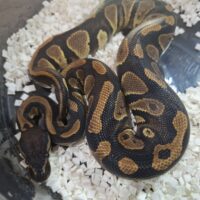 ボールパイソン（ブラックヘッドhetクラウン）25CB オス