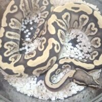 ボールパイソン（GHI デザートゴースト）25CB オス