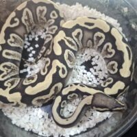 ボールパイソン（GHI デザートゴースト）25CB オス