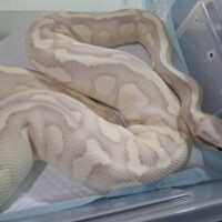 ボールパイソン（パステルバターファイアデザートゴースト）約1,6kg  メス