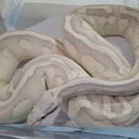 ボールパイソン（パステルバターファイアデザートゴースト）約1,6kg  メス