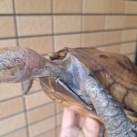 オプストヒラセガメ（甲長約16,5cm）メス