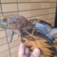 オプストヒラセガメ（甲長約16,5cm）メス