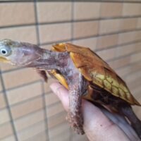 ベトナムスペングラーヤマガメ（甲長約10cm）オス