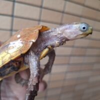 ベトナムスペングラーヤマガメ（甲長約10cm）オス