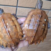 ベトナムスペングラーヤマガメ（甲長約9～9,5cm）メス