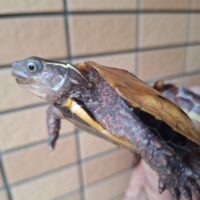 ベトナムスペングラーヤマガメ（甲長約9～9,5cm）メス