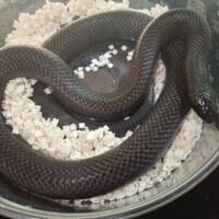 メキシカンブラックキングスネーク（約120cm）オス