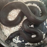 メキシカンブラックキングスネーク（約120cm）オス