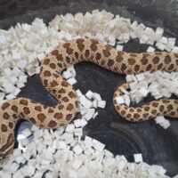 セイブシシバナヘビ（レッドhetアルビノ50％hetセーブル）ヤングサイズ メス