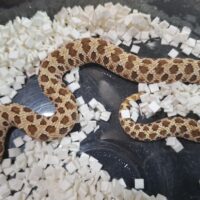 セイブシシバナヘビ（レッドhetアルビノ50％hetセーブル）ヤングサイズ メス