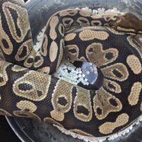 ボールパイソン（スペシャル）約2kg メス