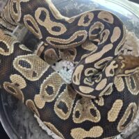 ボールパイソン（スペシャル）約2kg メス