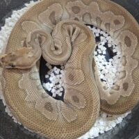 ボールパイソン（モハベクラウン）約900g オス