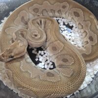 ボールパイソン（モハベクラウン）約900g オス