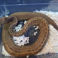 ボールパイソン（レオパードスポットノーズコンフュージョンピンストライプhetデザートゴースト）25CB メス