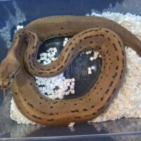 ボールパイソン（レオパードスポットノーズコンフュージョンピンストライプhetデザートゴースト）25CB メス