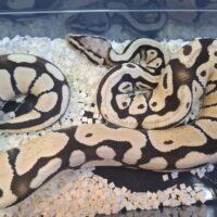 ボールパイソン（パステルデザートゴースト）25CB オス